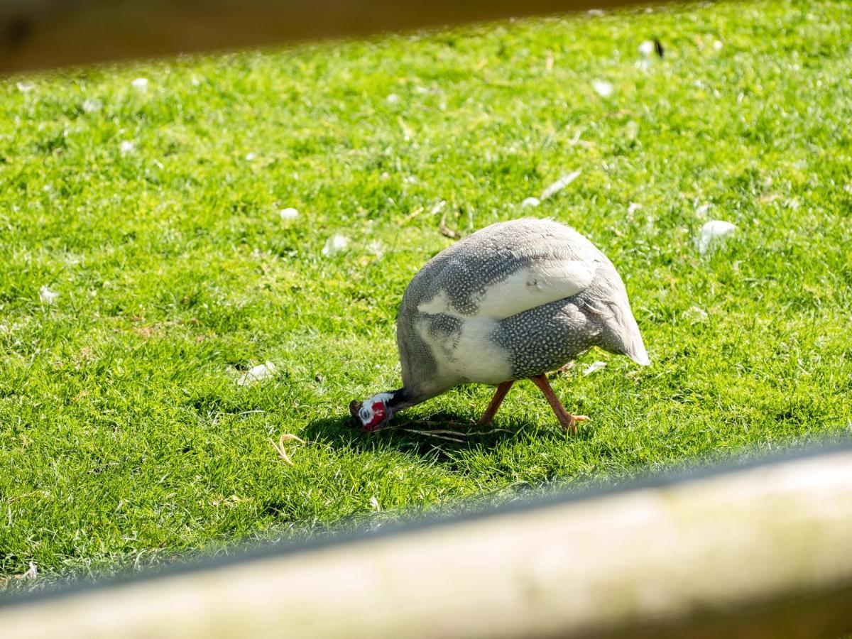 Puffin *